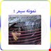 سایر تصاویر